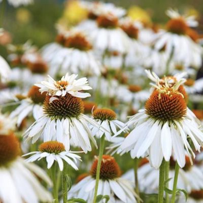 Эхинацея Маунт Худ Эхинацея Маунт Худ - Dolina-Sad.Ru