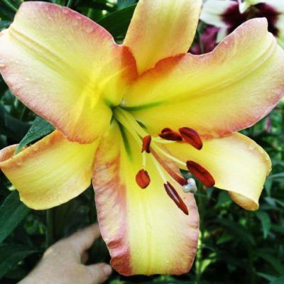 Лилия Райзинг Мун Лилия Райзинг Мун фото