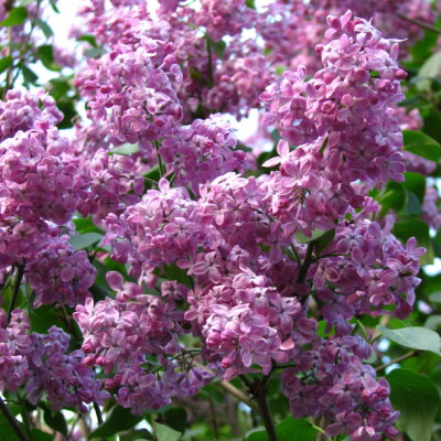 Сирень обыкновенная Маршал Фош фото