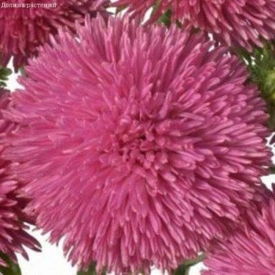 Астра Джувел Пурпурит Н11, игольчато-коготковая фото