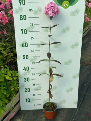 Флокс Свит Саммер - Dolina-Sad.Ru