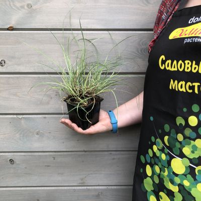 Мискантус китайский Кратер , С1,5 Мискантус китайский Кратер , С1,5 фото