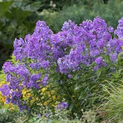 Флокс метельчатый Свит Саммер Океан Флокс метельчатый Свит Саммер Океан - Dolina-Sad.Ru