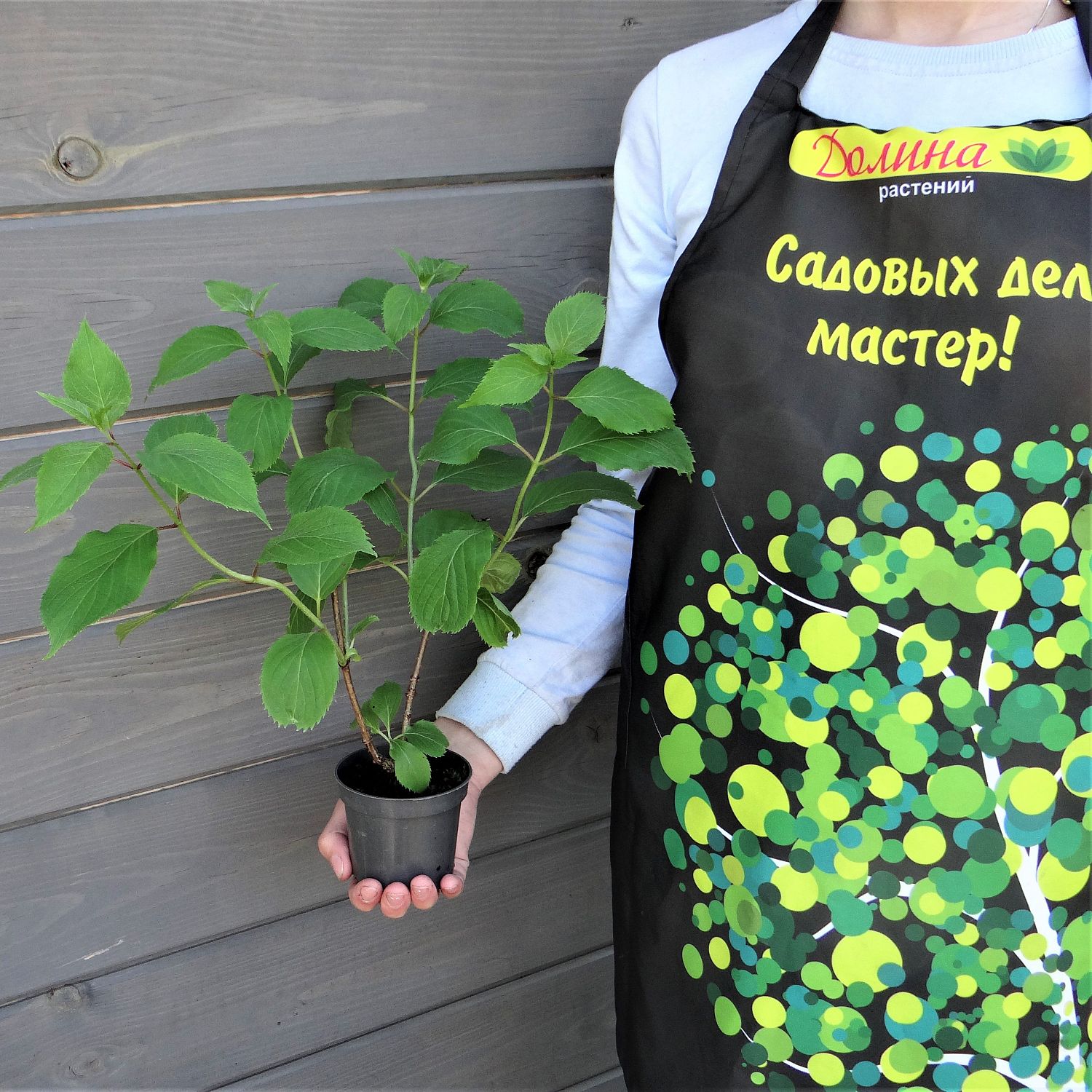 Гортензия метельчатая Левана, С2 Гортензия метельчатая Левана, С2 - Dolina-Sad.Ru