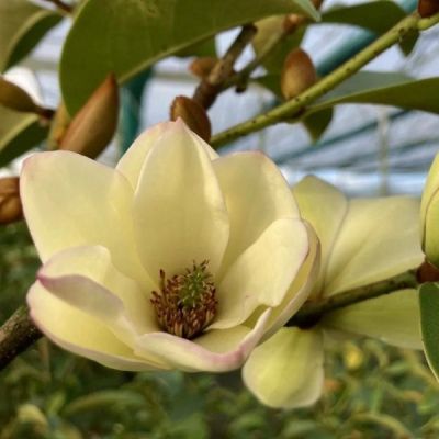 Магнолия Фэйри Хоней Вельвет Магнолия Фэйри Хоней Вельвет - Dolina-Sad.Ru