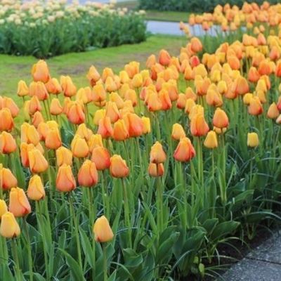 Тюльпан Блашинг Апельдорн фото