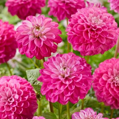 Георгина Мева Георгина Мева - Dolina-Sad.Ru