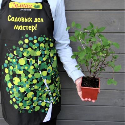 Спирея японская Оденсала, С2 Спирея японская Оденсала, С2 - Dolina-Sad.Ru