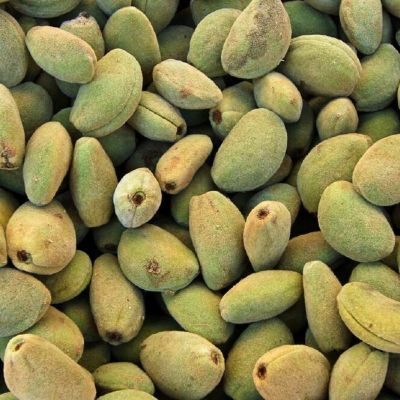 Миндаль Бумажноскорлупный Миндаль Бумажноскорлупный - Dolina-Sad.Ru