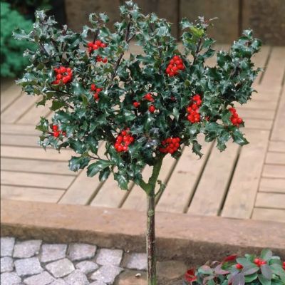 Падуб мезерва Блю Энжел Падуб мезерва Блю Энжел - Dolina-Sad.Ru