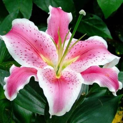 Лилия Тибер 2шт. Лилия Тибер 2шт. фото