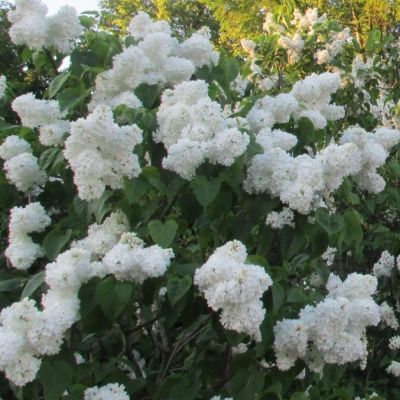 Сирень Экселлент Сирень Экселлент фото