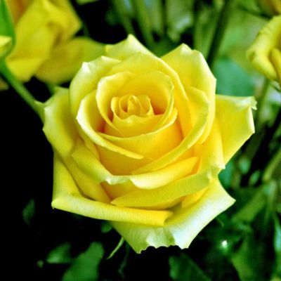 Роза Тара Роза Тара - Dolina-Sad.Ru