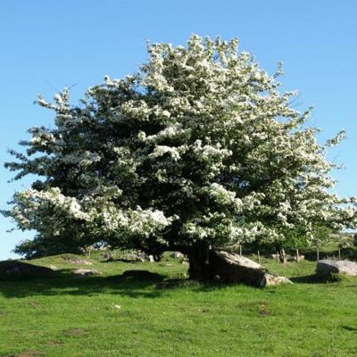 Боярышник однопестичный, С3 Боярышник однопестичный, С3 - Dolina-Sad.Ru