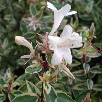 Абелия крупноцветковая Конти фото