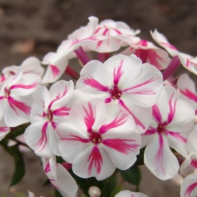 Флокс метельчатый Твистер Флокс метельчатый Твистер - Dolina-Sad.Ru