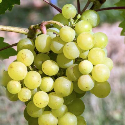 Виноград Мускат десертный - Dolina-Sad.Ru