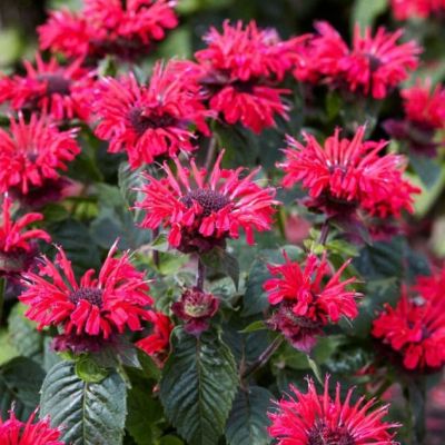 Монарда Би Хэппи , x Монарда Би Хэппи , x фото