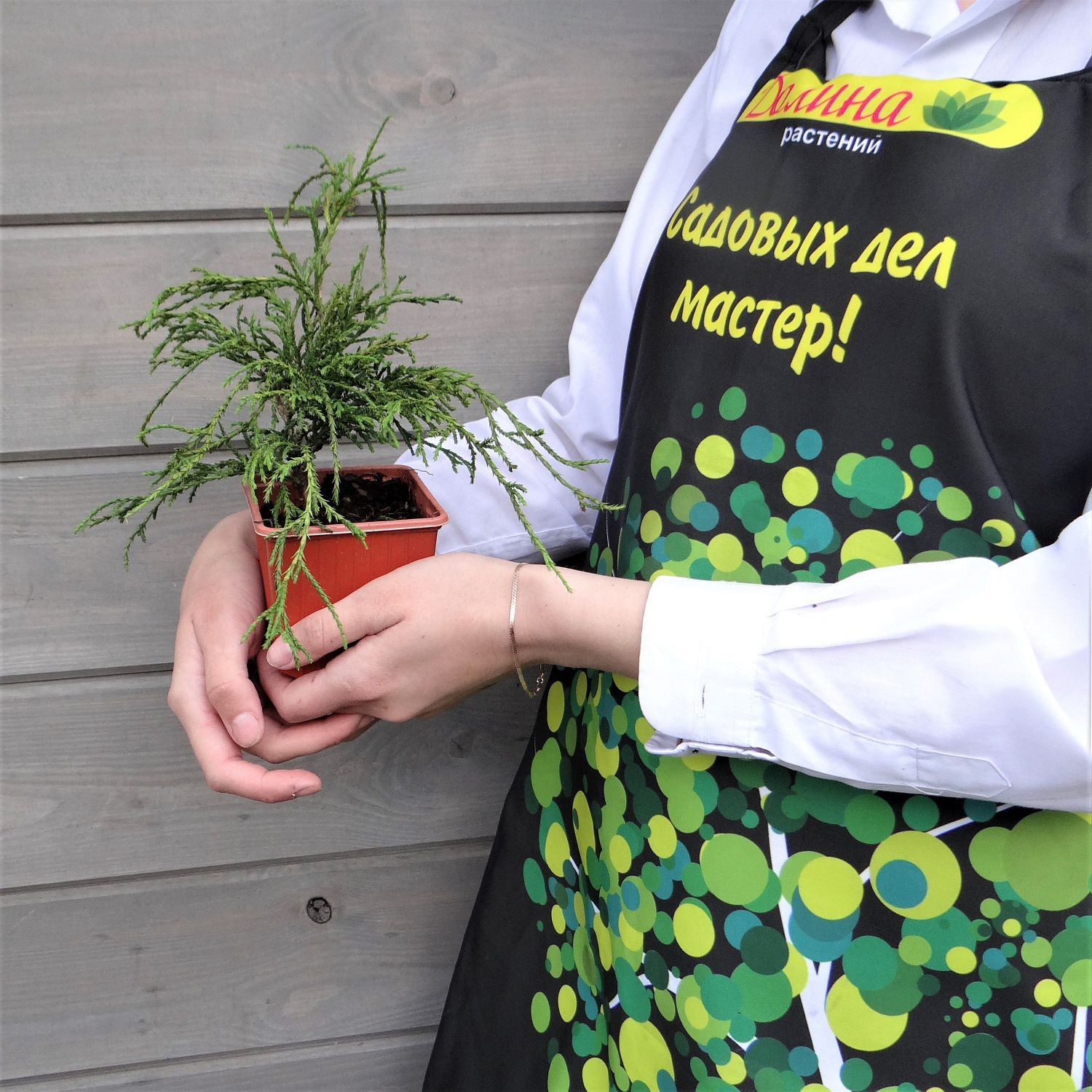 Кипарисовик Горохоплодный Филифера Нана Кипарисовик Горохоплодный Филифера Нана фото