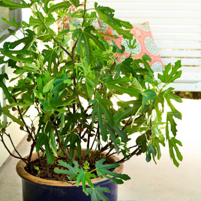 Инжир Литтл Мисс Фигги Инжир Литтл Мисс Фигги фото