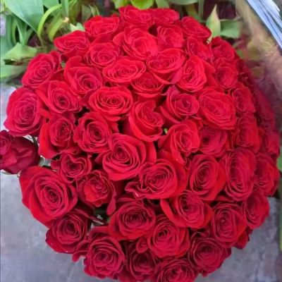 Роза Рафаэлло-2 - Dolina-Sad.Ru