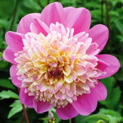 Георгина Тэйк оф фото