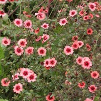 Лапчатка Мисс ВИЛЬМОТТ фото