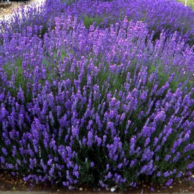 Лаванда широколистная Педункулата Лаванда широколистная Педункулата фото