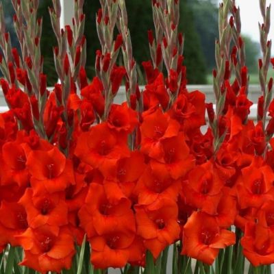 Гладиолус Хантинг Сонг - Dolina-Sad.Ru