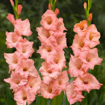 Гладиолус Джорджия Пич Гладиолус Джорджия Пич - Dolina-Sad.Ru