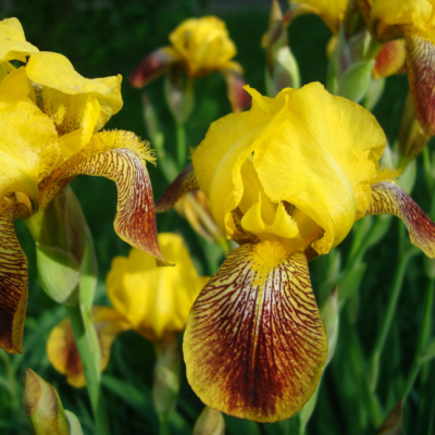 Ирис Споттед Еллоу Ирис Споттед Еллоу фото