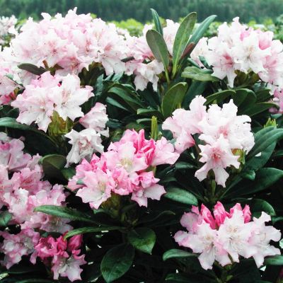 Рододендрон Дочь Похъелы Рододендрон Дочь Похъелы фото