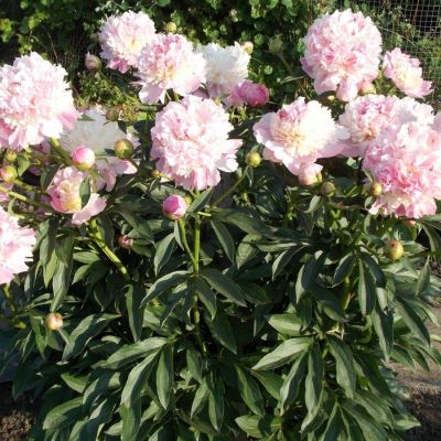 Пион Ми Жюль Дессерт - Dolina-Sad.Ru