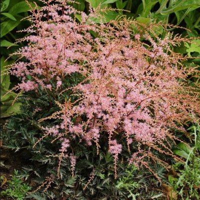 Астильба Спотлайт Астильба Спотлайт - Dolina-Sad.Ru