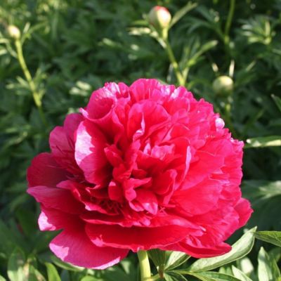 Пион Рубра Плена Пион Рубра Плена - Dolina-Sad.Ru
