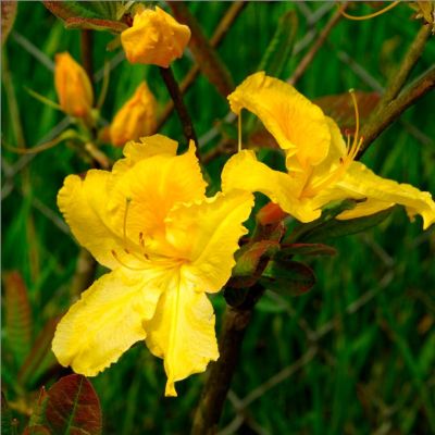 Рододендрон Лиметта Рододендрон Лиметта - Dolina-Sad.Ru