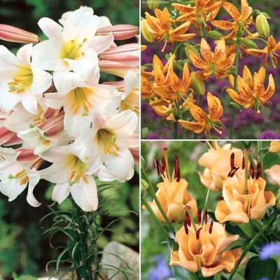 Набор лилий Садовая Экзотика Набор лилий Садовая Экзотика - Dolina-Sad.Ru