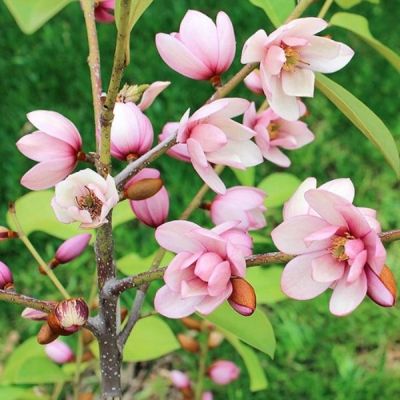 Магнолия Фэйри Хоней Вельвет Магнолия Фэйри Хоней Вельвет - Dolina-Sad.Ru