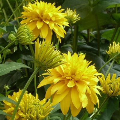 Рудбекия рассеченная Голдквелле Рудбекия рассеченная Голдквелле фото