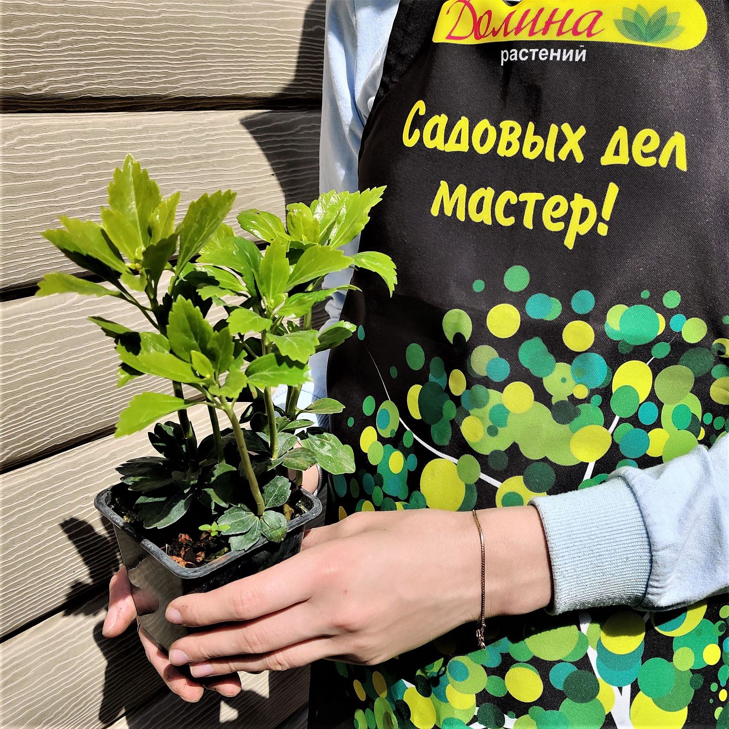 Пахизандра верхушечная Пахизандра верхушечная фото