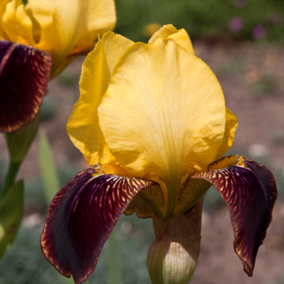 Ирис Споттед Еллоу Ирис Споттед Еллоу фото