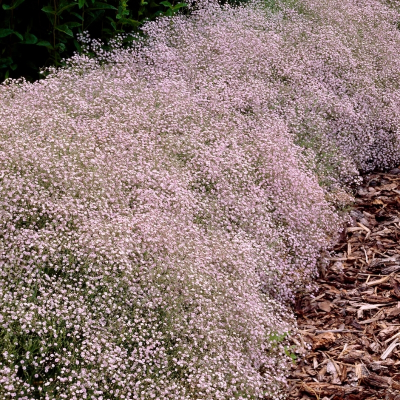 Гипсофила Пасифика Гипсофила Пасифика - Dolina-Sad.Ru