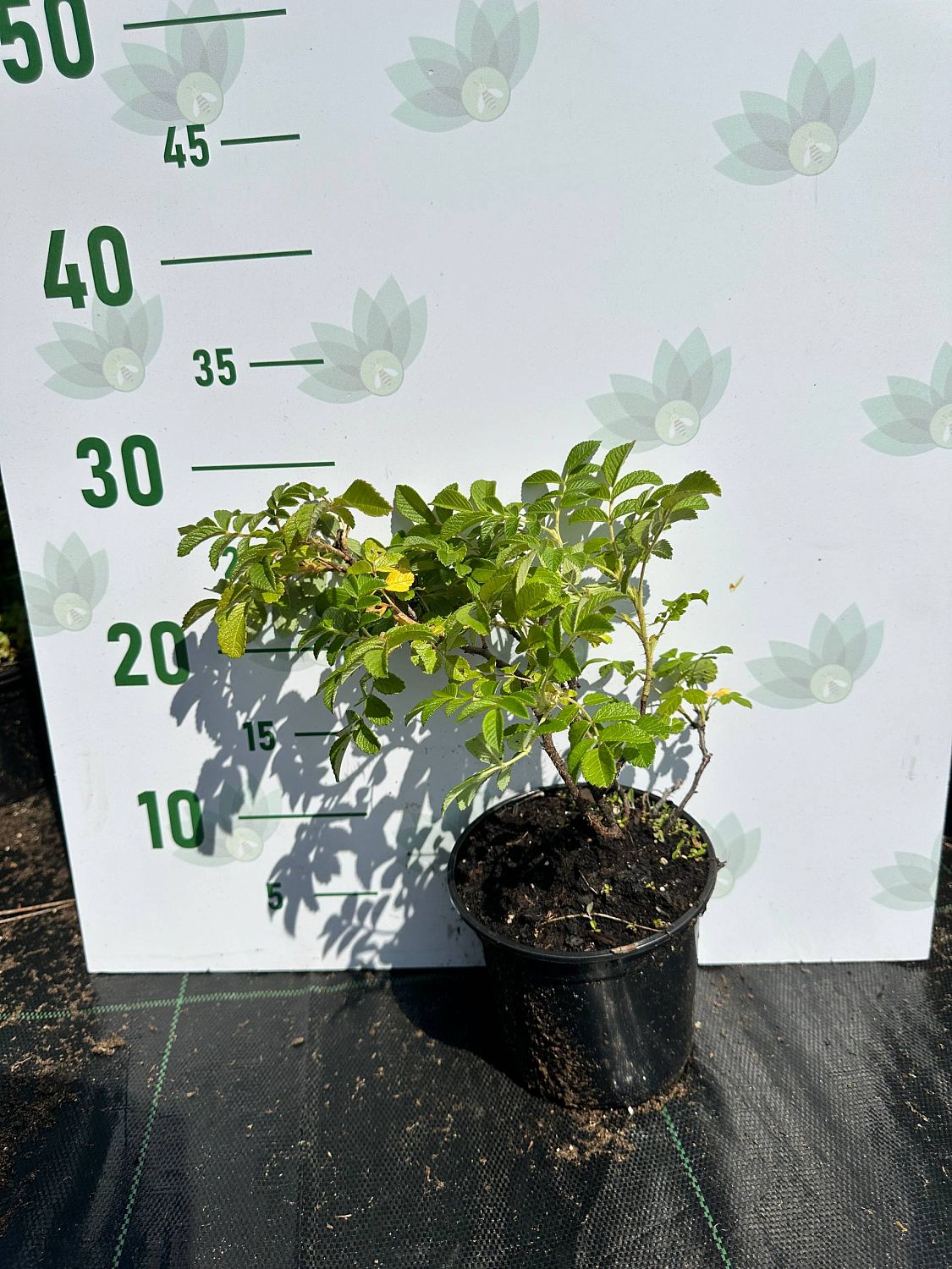 Роза морщинистая (Ругоза) - Dolina-Sad.Ru