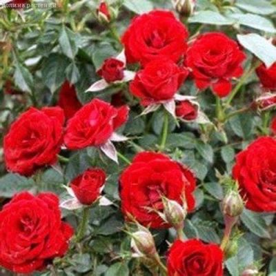 Роза Скарлет Хит (в горшке 2 л) Роза Скарлет Хит (в горшке 2 л) фото