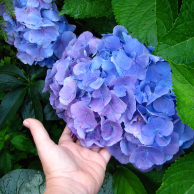 Гортензия крупнолистная Блауэр Цверг Гортензия крупнолистная Блауэр Цверг фото