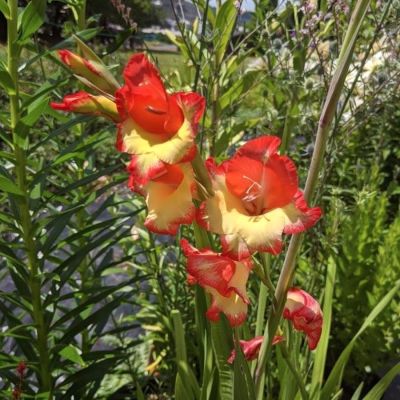 Гладиолус Лас Вегас Гладиолус Лас Вегас - Dolina-Sad.Ru