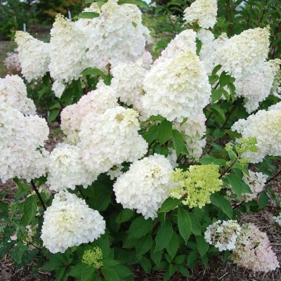 Гортензия метельчатая Диамантино, С3 - Dolina-Sad.Ru