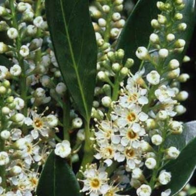 Лавровишня Отто Люкен Лавровишня Отто Люкен - Dolina-Sad.Ru