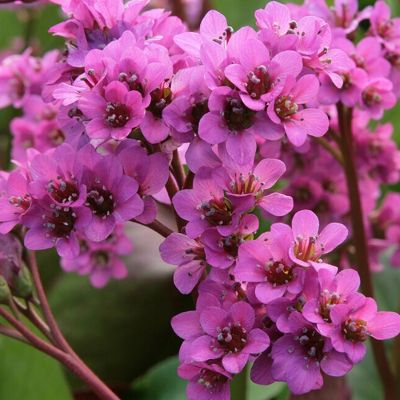 Бадан Моргенроте - Dolina-Sad.Ru