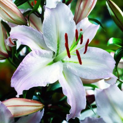 Лилия Экспрешн (в горшке) Лилия Экспрешн (в горшке) фото